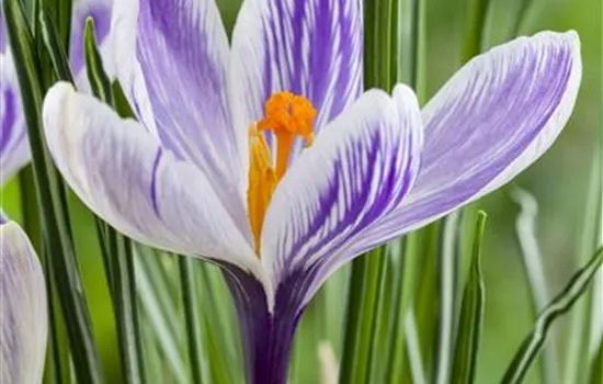 Frühlings-Krokus Frühlings-Krokus