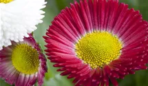 Gänseblümchen