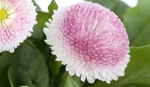 Gänseblümchen