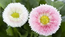 Gänseblümchen