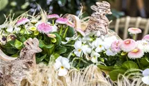 Gänseblümchen
