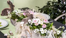 Gänseblümchen