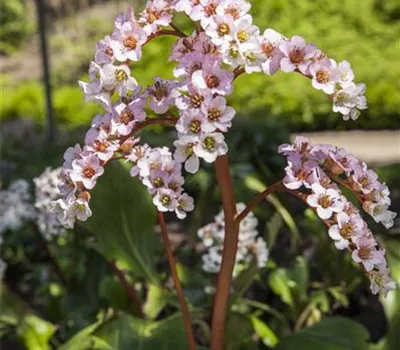 Bergenia cordifolia