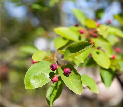 Amelanchier lamarckii 'Prince William'