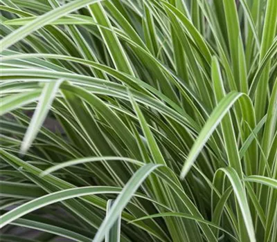 Carex morrowii 'Variegata'