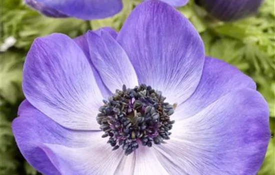 Garten-Anemone
