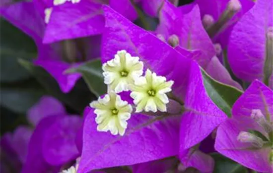 Drillingsblume Drillingsblume