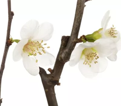 Chaenomeles x superba 'Jet Trail'