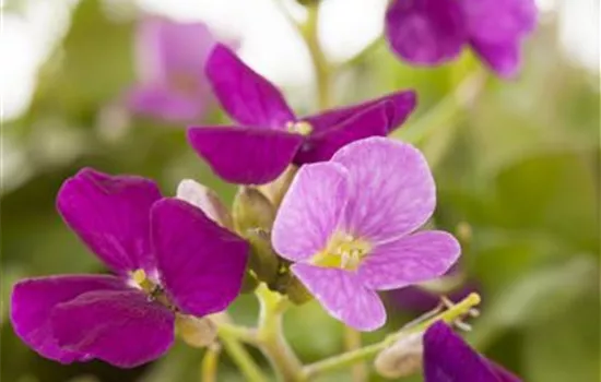 Kaukasische Gänsekresse