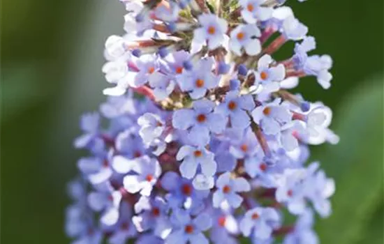 Zwergsommerflieder BUZZ™ Zwergsommerflieder BUZZ™