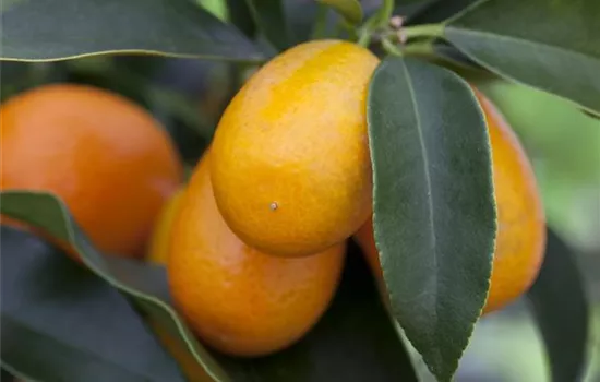 Ovale Kumquat Ovale Kumquat