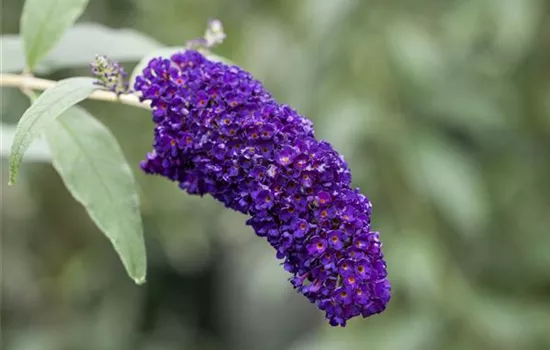 Sommerflieder 'Black Knight' Sommerflieder 'Black Knight'