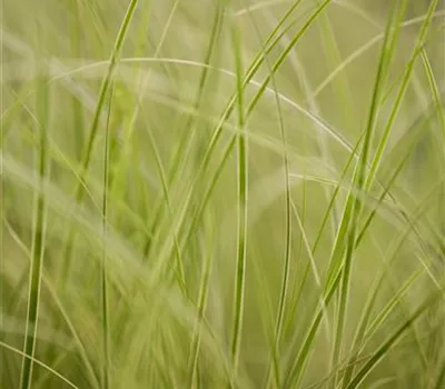 Carex brunnea 'Variegata'