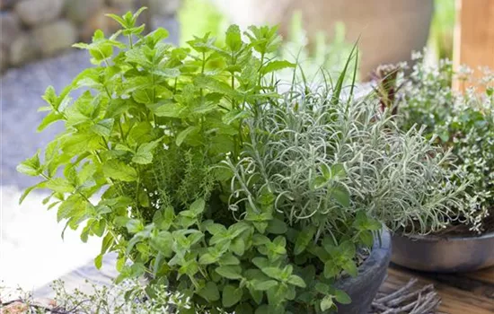 Gartenkräuter Gartenkräuter
