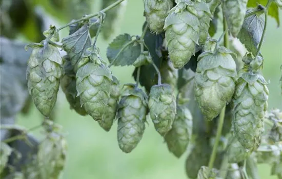Hopfen Hopfen