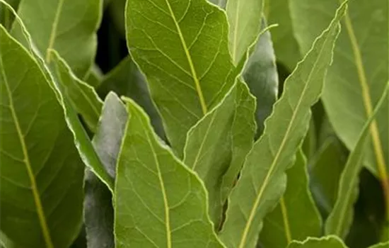 Lorbeerbaum Lorbeerbaum