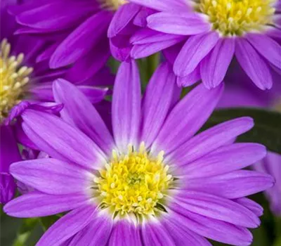 Aster novi-belgii