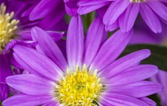 Glattblatt-Aster