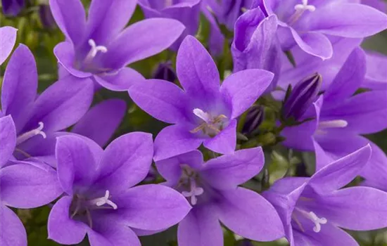 Die Glockenblume als perfekter Nachbar im Garten Die Glockenblume als perfekter Nachbar im Garten