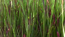 Garten-Blutgras 'Red Baron'
