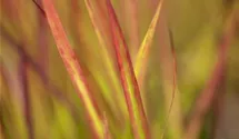 Garten-Blutgras 'Red Baron'