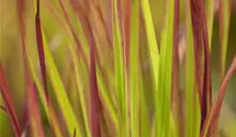Garten-Blutgras 'Red Baron'