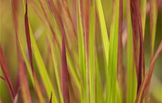 Garten-Blutgras 'Red Baron'