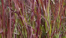 Garten-Blutgras 'Red Baron'