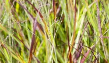 Garten-Blutgras 'Red Baron'