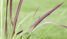 Garten-Blutgras 'Red Baron'
