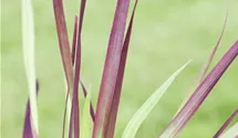 Garten-Blutgras 'Red Baron'