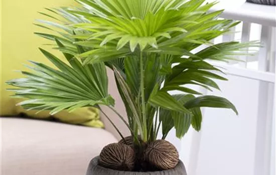 Chinesische Livingstonpalme Chinesische Livingstonpalme