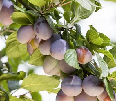 Prunus domestica 'Ruth Gerstetter'