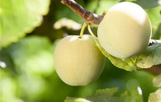 Mirabellenaprikose 'Aprimira' Mirabellenaprikose 'Aprimira'