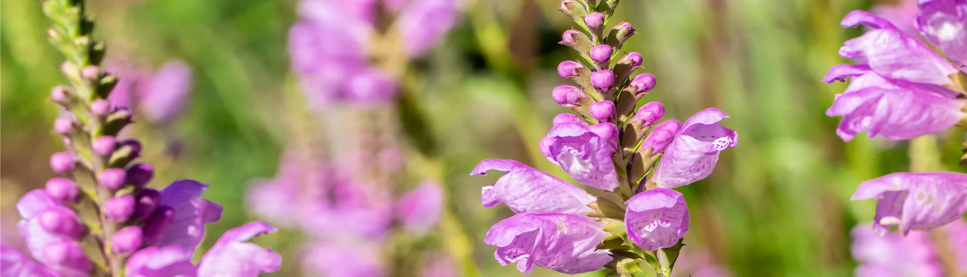 Physostegia virginiana