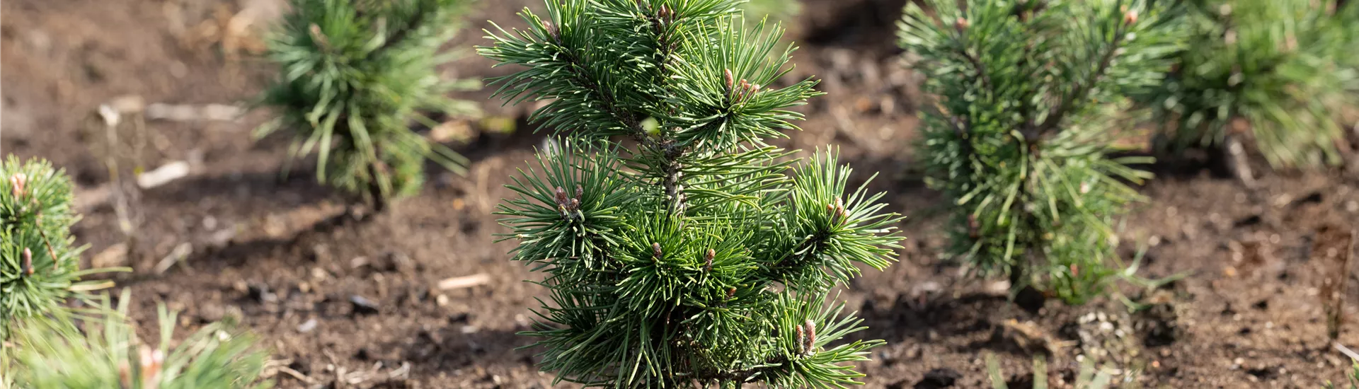 Koniferen-Jungpflanze