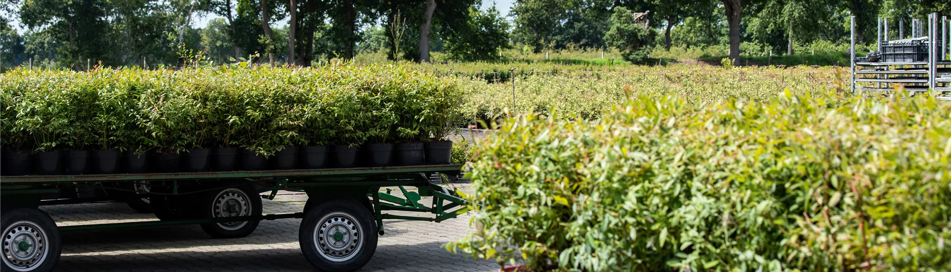 Baumschule - Pflanzen auf Wagen