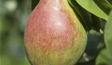 Birne 'Clapps Liebling'