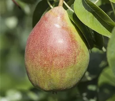 Pyrus communis 'Clapps Liebling'