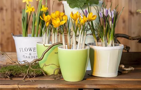 Frühling auf dem Balkon geht ohne bunte Blumen gar nicht Frühling auf dem Balkon geht ohne bunte Blumen gar nicht