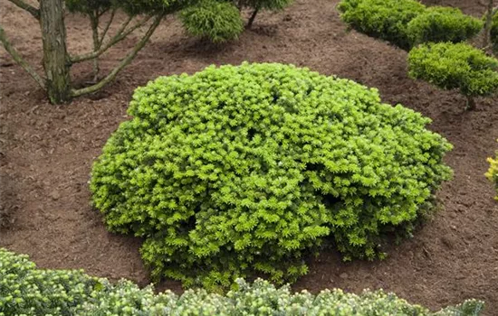 Koreatanne 'Brillant'