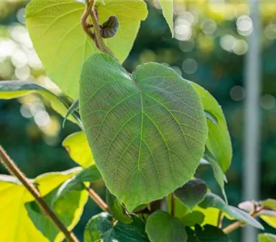 Actinidia arguta 'Prince Jumbo'