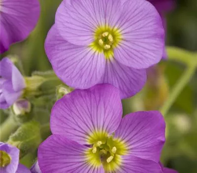 Aubrieta x cultorum