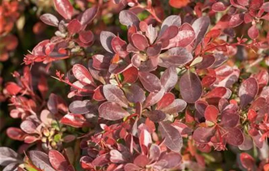 Kleine Blutberberitze 'Atropurpurea Nana'