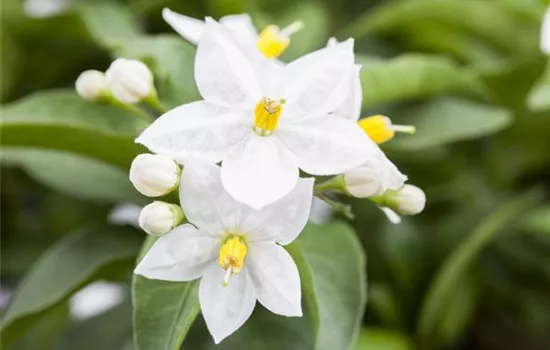 Der Sommerjasmin – alles andere als unscheinbar Der Sommerjasmin – alles andere als unscheinbar