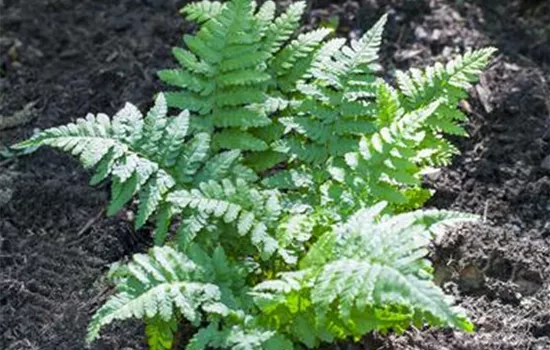 Gemeiner Tüpfelfarn