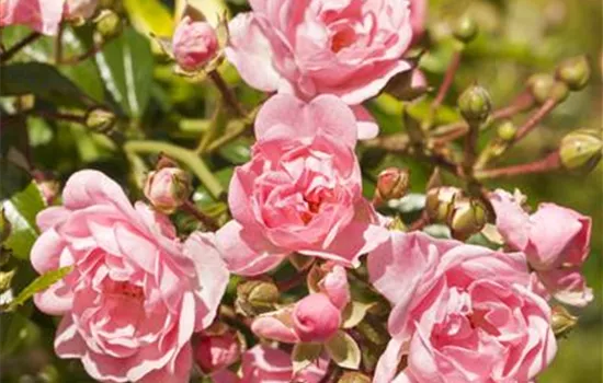 Bodendeckerrose 'The Fairy' Bodendeckerrose 'The Fairy'