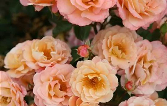 Kleinstrauchrose 'Cubana'® Kleinstrauchrose 'Cubana'®