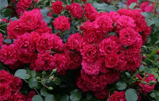 Bodendeckerrose 'Gärtnerfreude'® Bodendeckerrose 'Gärtnerfreude'®