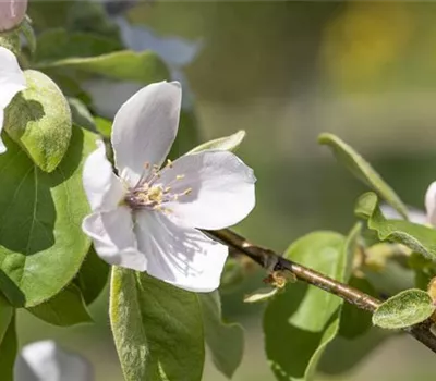 Cydonia oblonga 'Portugiesische Birnenquitte'